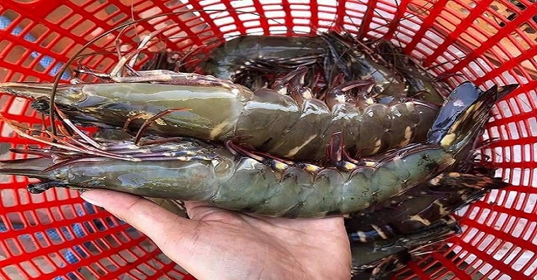 Cách Bảo Quản qq88 đăng nhập Tươi Sống Hiệu Quả, Luôn Tươi Ngon
