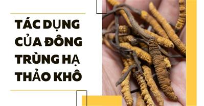qq888 live tác dụng của đông trùng hạ thảo khô đối với sức khỏe