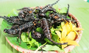 quan-kien-nghi-tam-quan-nhau-con-trung-doc-dao-5